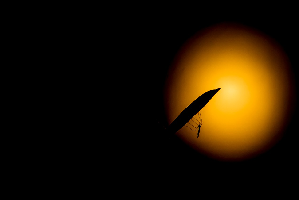 hyttynen ja täysikuu