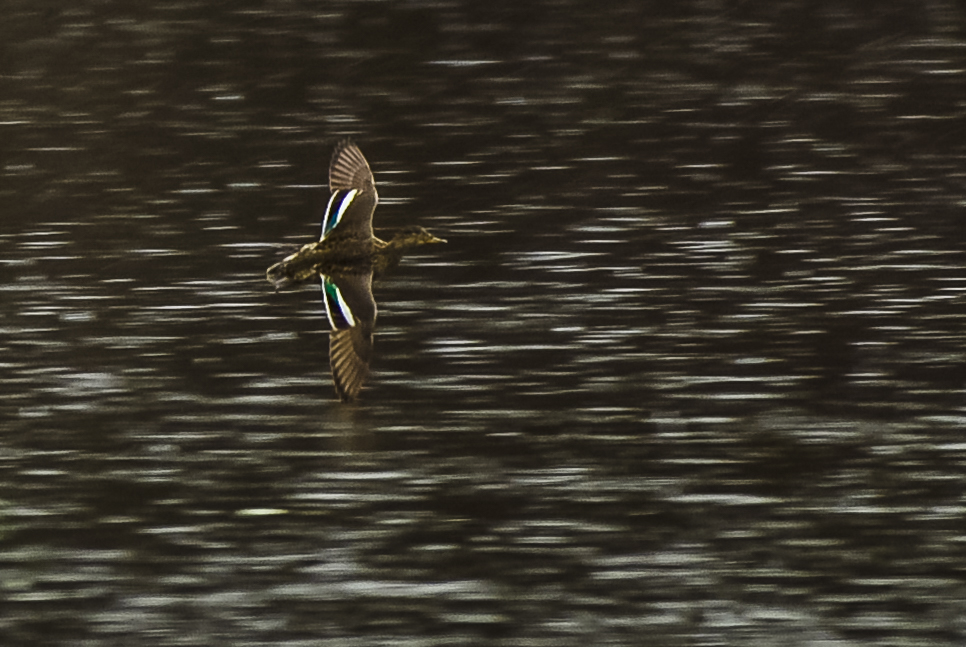 tavi lentää (1 of 1)