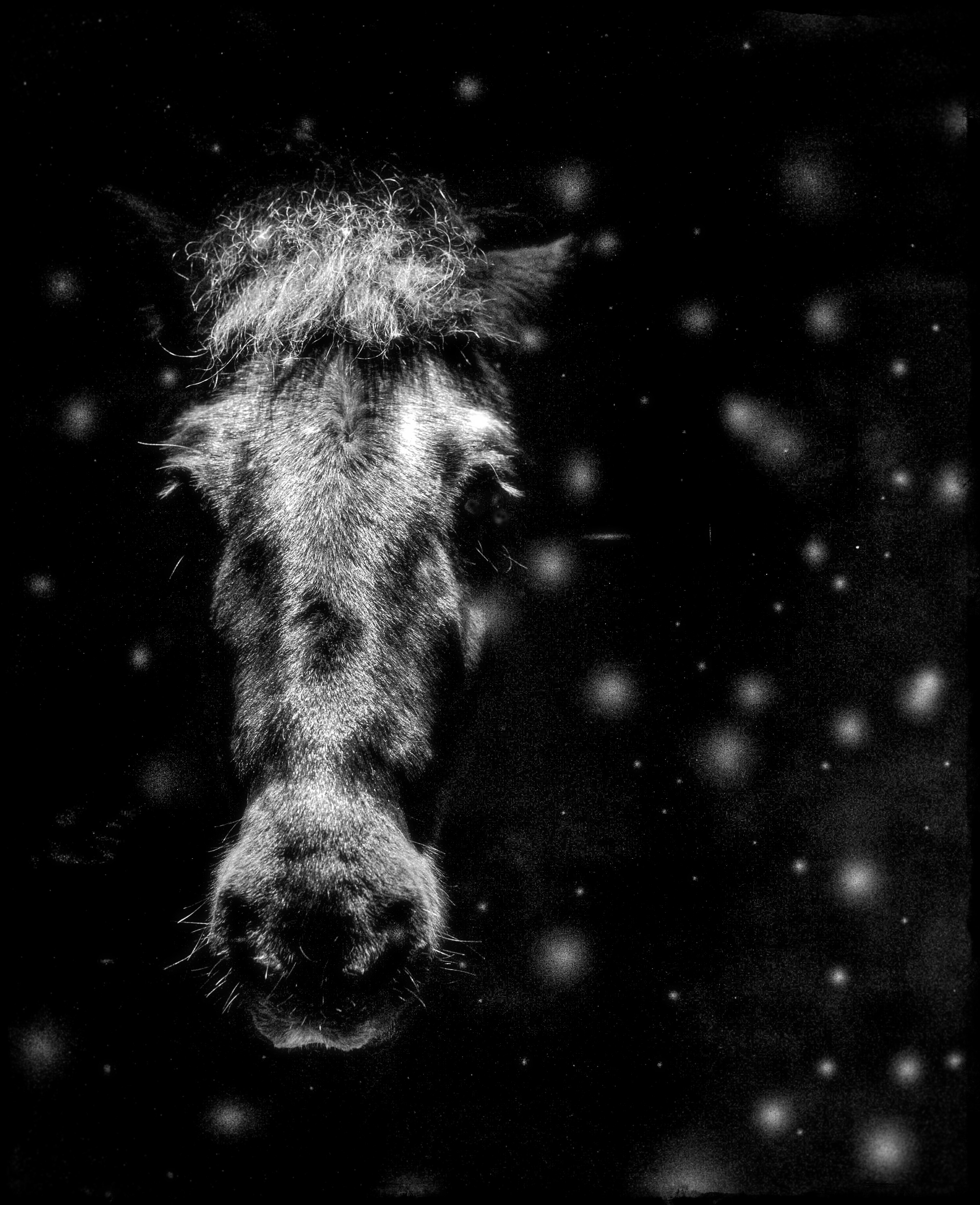 pieni tumma lumisade-411824